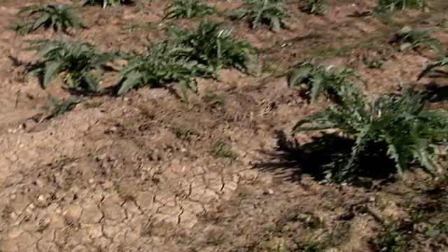 Los cultivos de regadío, amenazados por la sequía