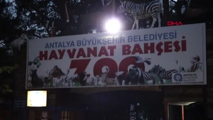 Antalya'da Hayvanat Bahçesinden 'Kurt' Kaçtı