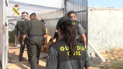 Desmatelada la mayor plantación de marihuana hallada en Cádiz