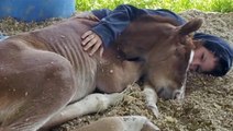 Sweet Orphaned Horse Has Health Complications
