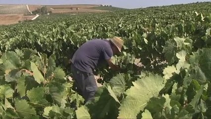 El aumento de las temperaturas adelanta la vendimia