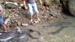Des dizaines d'anguilles en bord de rivière... Pêche facile
