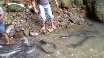 Des dizaines d'anguilles en bord de rivière... Pêche facile