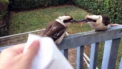 Voilà comment on sépare des oiseaux bagarreurs affamés!