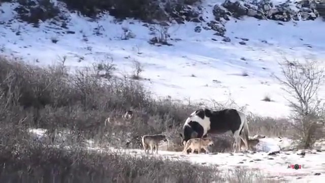 Ce cheval n'a absolument pas peur de cette meute de loups