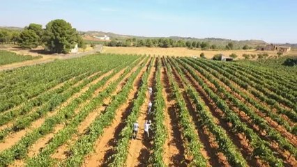 Agricultura sostenible y de precisión con ayuda de un dron