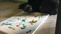 Una exposición de arte en Estados Unidos vende cuadros pintados por simios