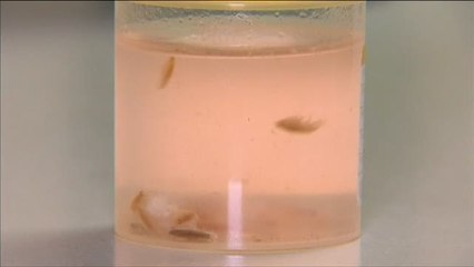 Piojos de mar desgarran la piel de un joven australiano