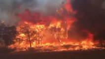 Varios fuegos asolan nuestros bosques