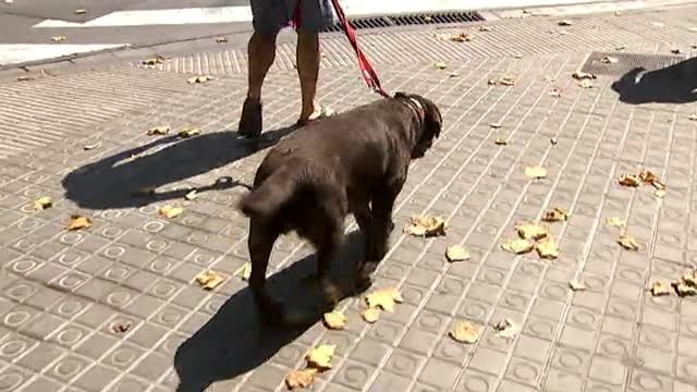 Multas de 750EUR por no limpiar los orines de los perros