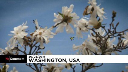 Les cerfs-volants à l'assaut du ciel de Washington