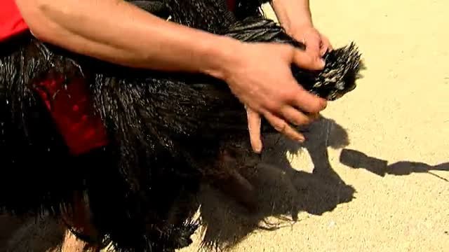 Cataluña inicia una experiencia piloto con perros socorristas