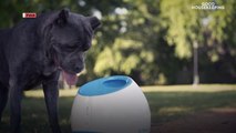 7 Cool Dog Gadgets That Pet Owners Will Love