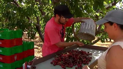 Las cerezas del Jerte