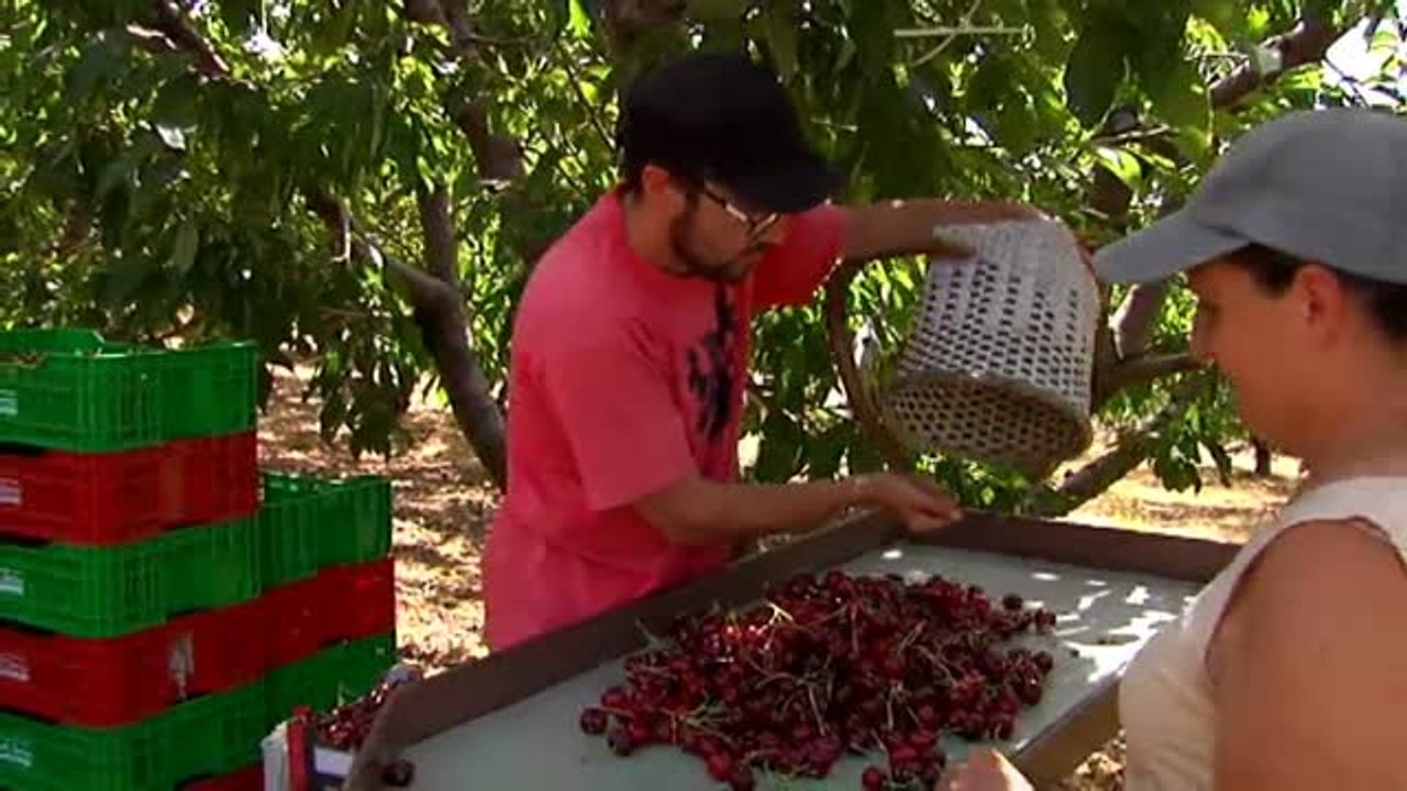Las cerezas del Jerte