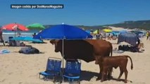 Una vaca y su ternero se refugian del calor en una playa de Cádiz