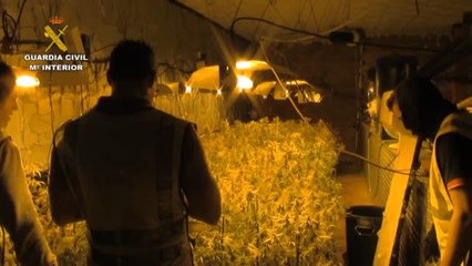La Guardia Civil detecta un aumento de plantaciones de marihuana en España