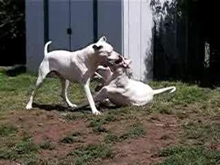 CHIENS AP MORSURE VERA 020