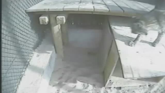 Los linces de Doñana también en peligro por el fuego