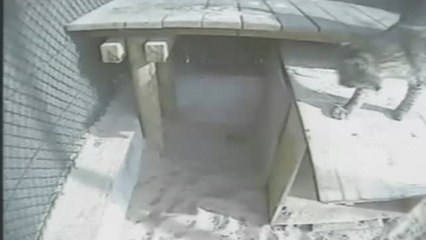 Los linces de Doñana también en peligro por el fuego