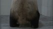 Nacen dos osos panda gemelos en el suroeste de China
