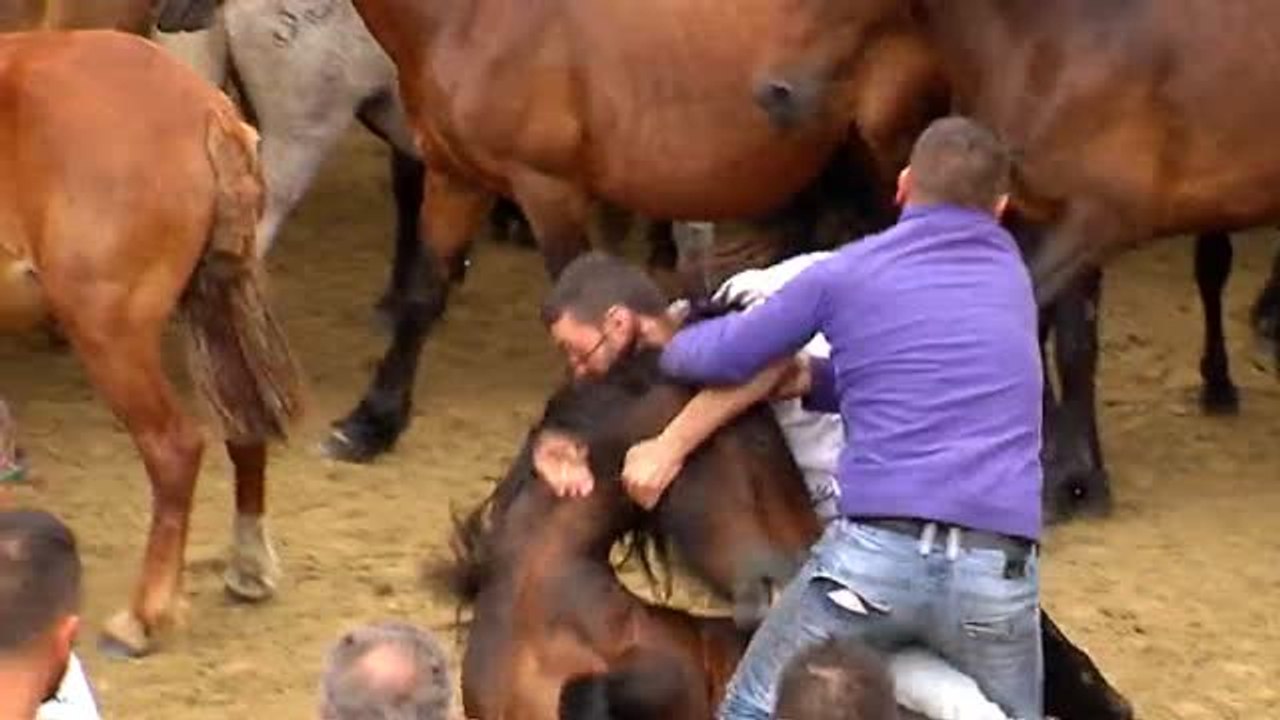 Sabucedo celebra su tradicional "rapa das bestas"