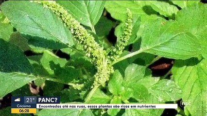 Plantas alimenticias no convencionales refuerzan la merenda de Içara en Santa Catarina
