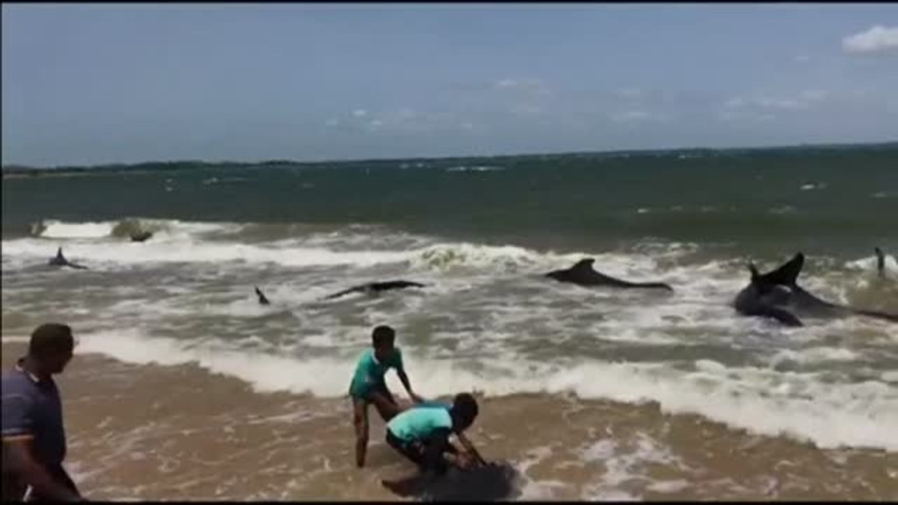Una veintena de ballenas encalladas en Sampur regresan al mar con ayuda de los residentes