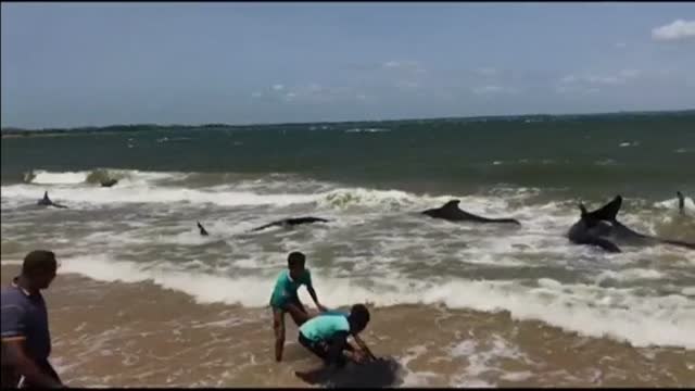 Una veintena de ballenas encalladas en Sampur regresan al mar con ayuda de los residentes