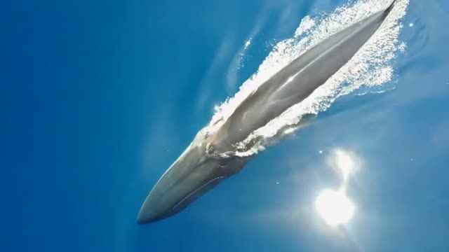 Avistamiento de ballenas en la costa catalana