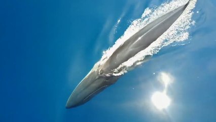 Avistamiento de ballenas en la costa catalana