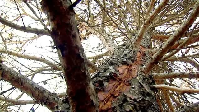 Los rayos incendian los bosques