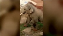 Un grupo de elefantes salvajes invade una aldea en el sur de China