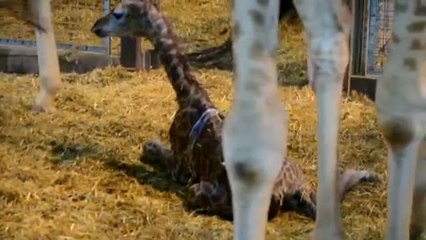 La madre que no quiso a su cría