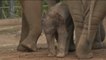 Nace en el zoo de Sidney el primer elefante asiático en siete años