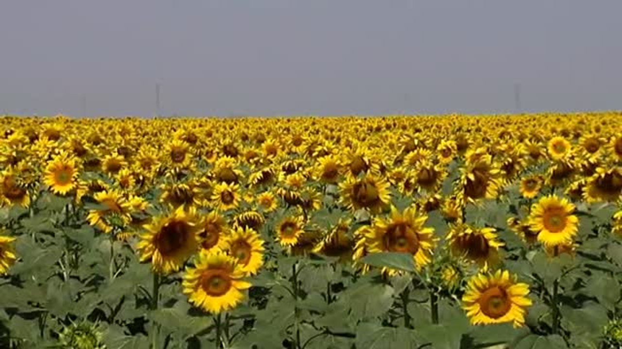 Los girasoles de Carmona se ponen de moda entre los japoneses