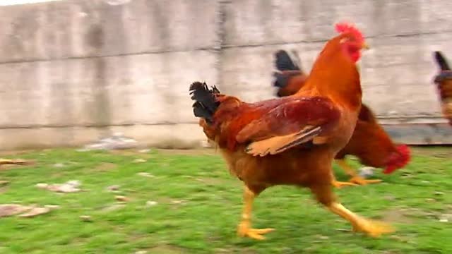 Vila de Cruces homenajea al gallo de corral