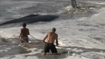 Vecinos y turistas logran salvar a una ballena en una playa de México