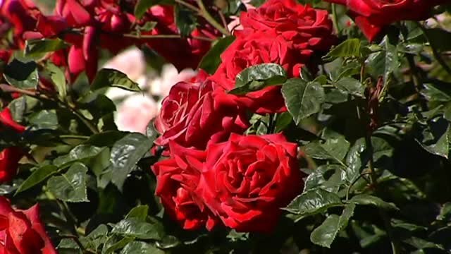 Alergias primaverales más agresivas