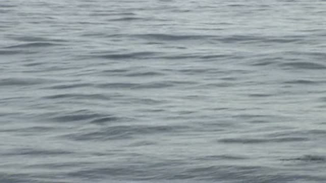 Avistan cerca de la costa catalana ejemplares del segundo animal más grande del mundo