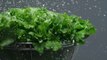 You Can Revive Wilted Lettuce & Veggies with This Simple Trick