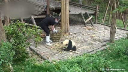 Un oso panda juguetón consigue su objetivo