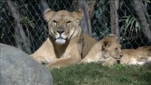 Nacen dos crías de león en Chile gracias a un innovador procedimiento