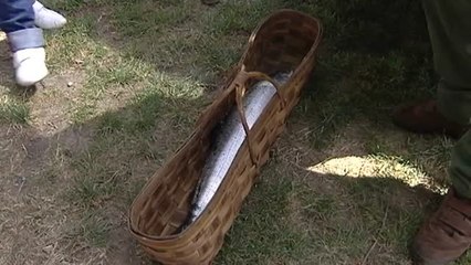 Un campanu madrugador de casi 6 kilos, pescado en el río Eo