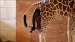 El nacimiento de una jirafa en el Zoo de Nueva York causa sensación