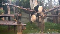 Lucha de osos panda en la reserva china de Chengdu