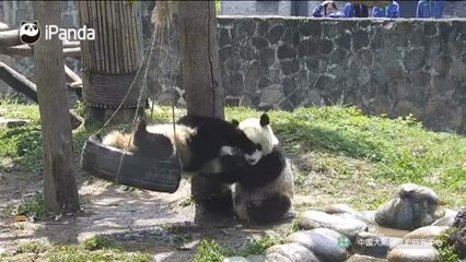 El juego de dos pandas en un columpio en China