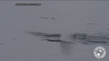 Así es la vida secreta de las ballenas