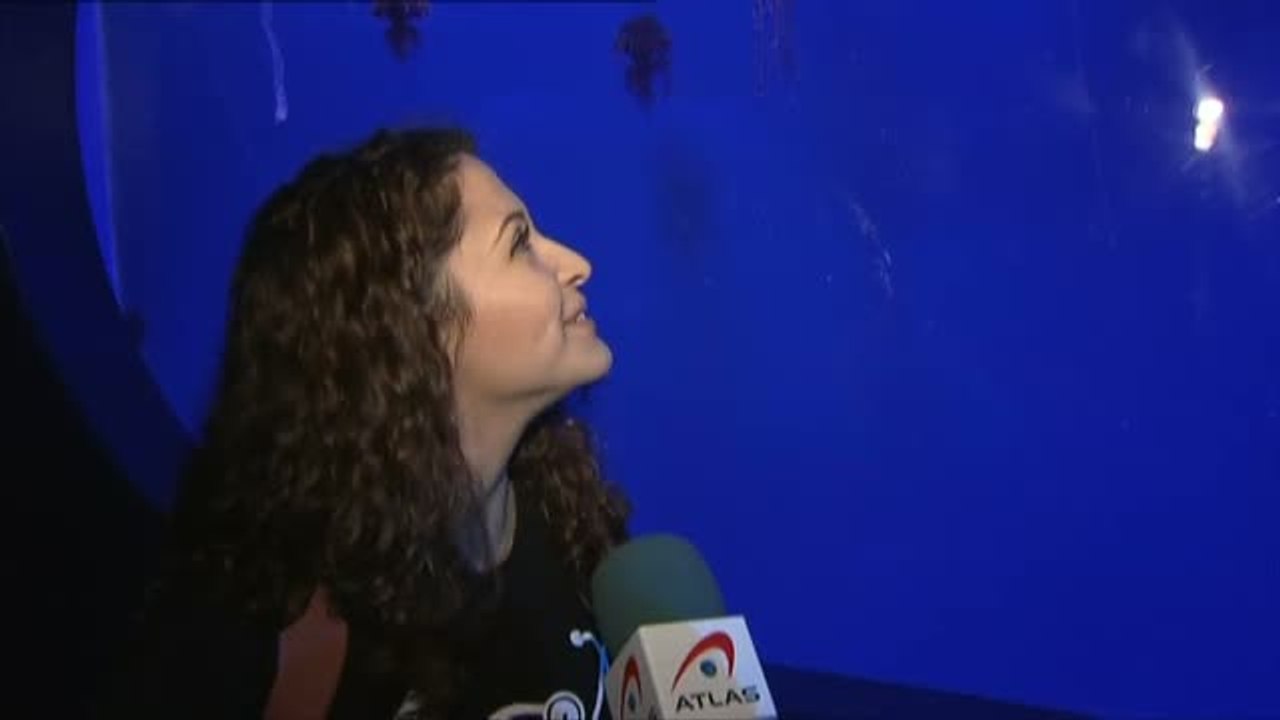 Un millar de medusas se exponen en el Oceanographic
