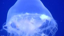 Yuja Wang, la pianista encantadora de medusas